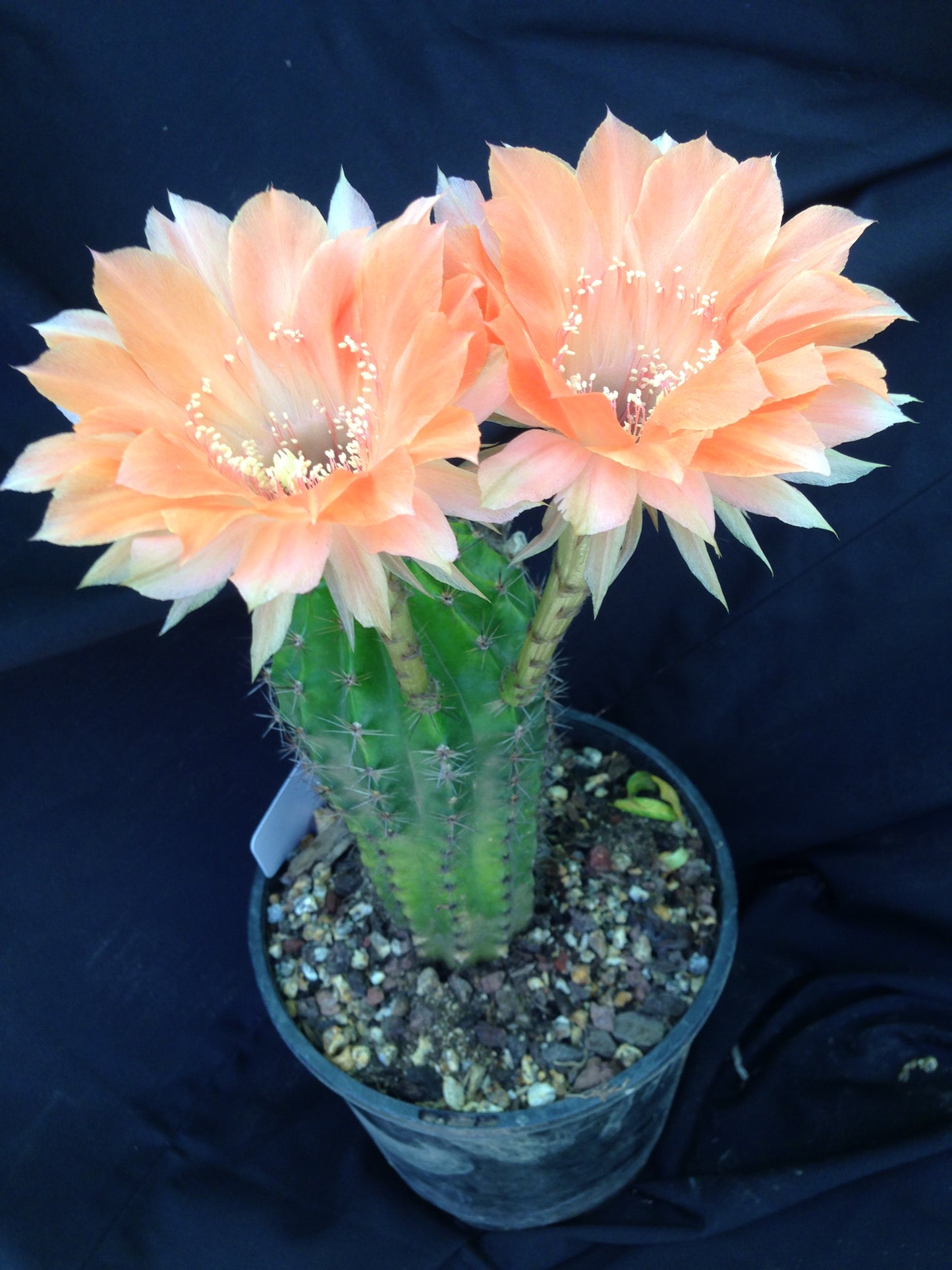 Echinopsis MBS 11
