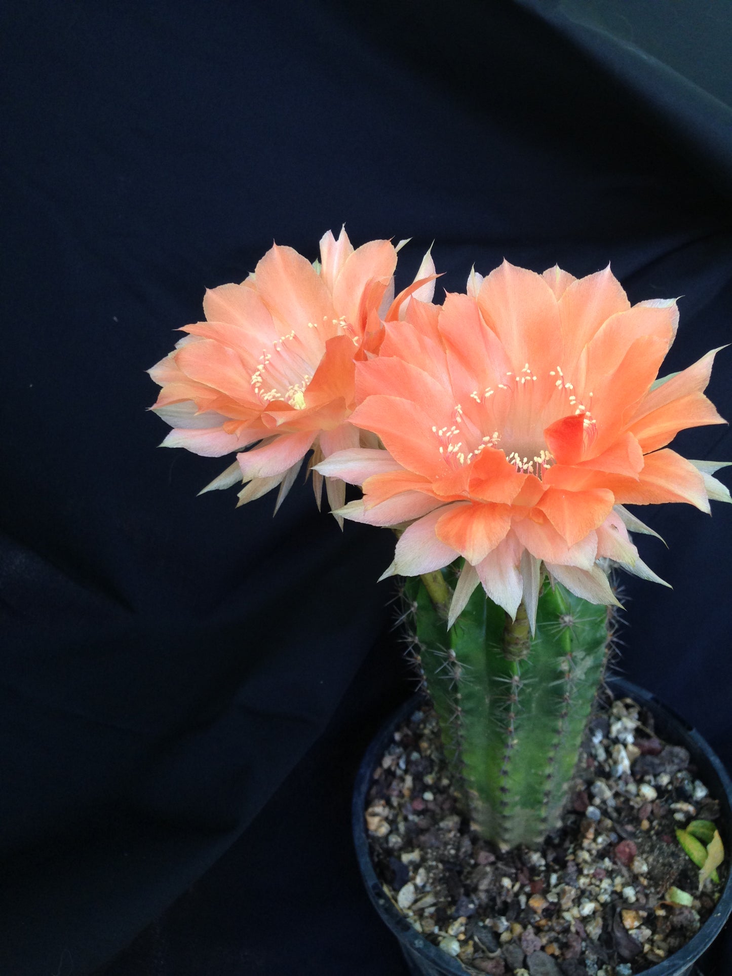 Echinopsis MBS 11