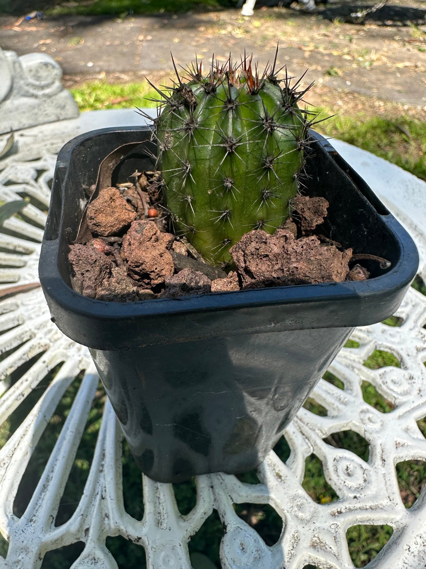 Echinopsis CK01 "Pat"