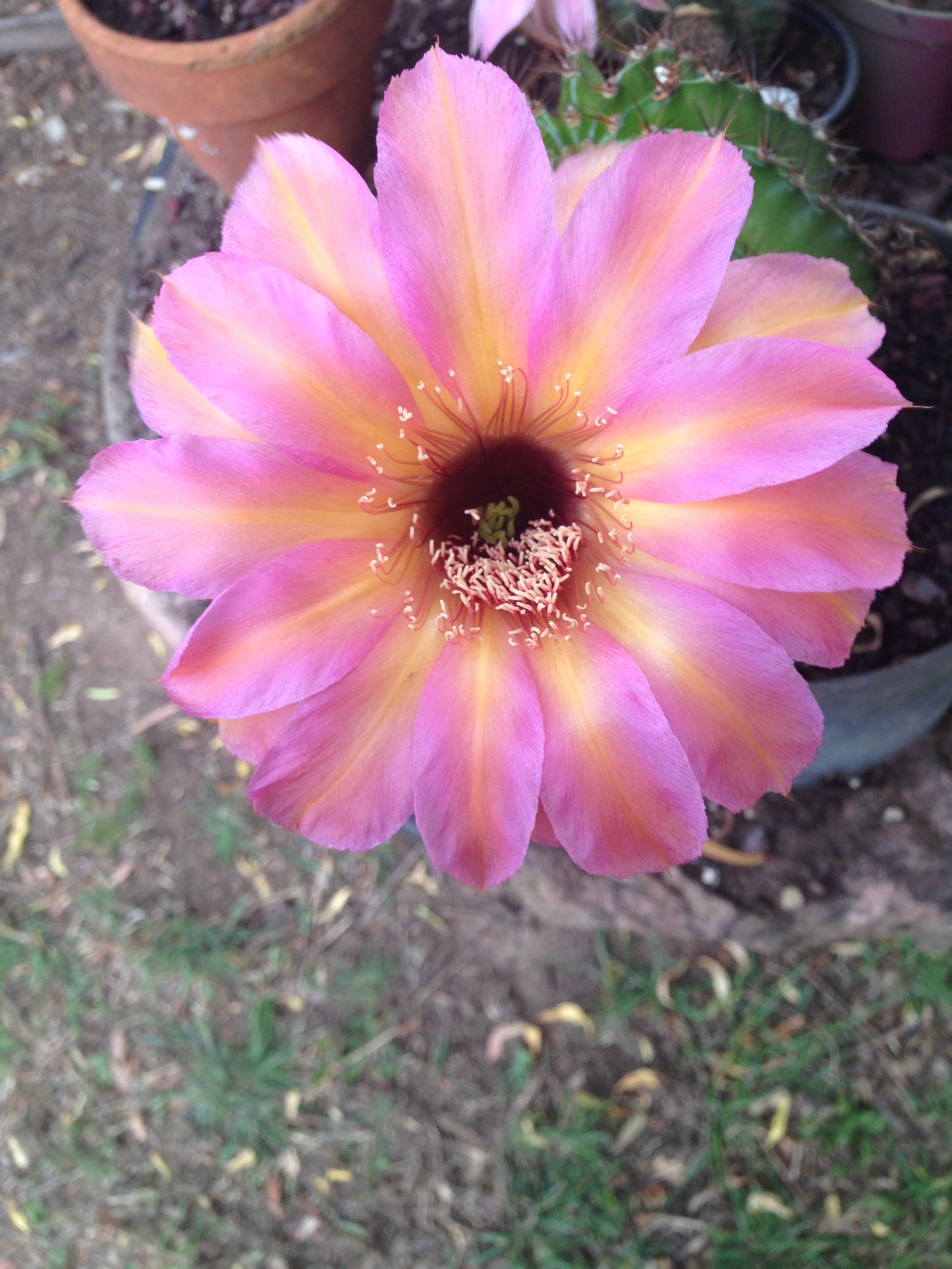 Echinopsis HNK01 "Cleo"