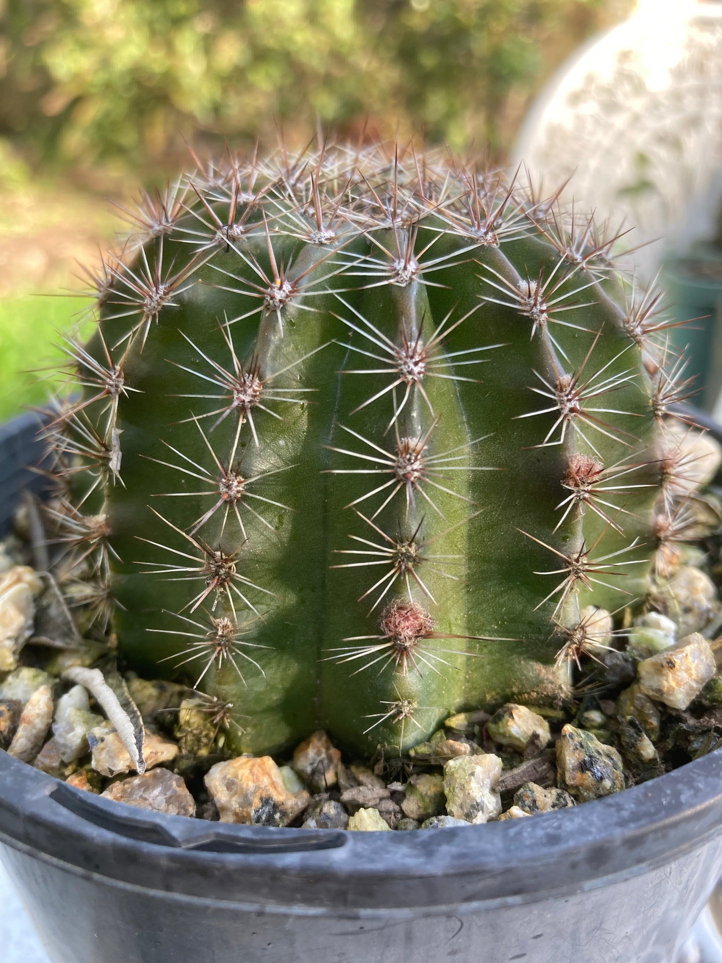 Echinopsis HNK06 "Coral Dawn"
