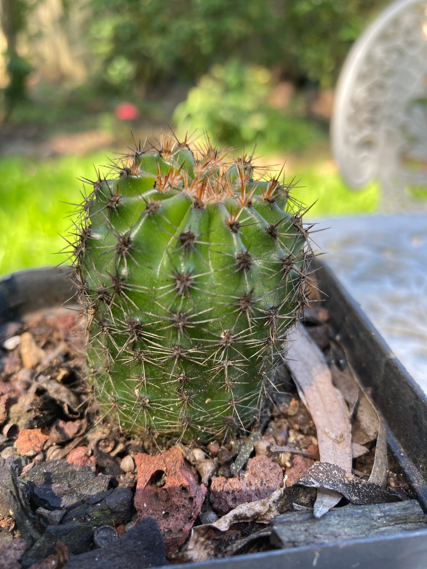 Echinopsis CK07 "Helen"