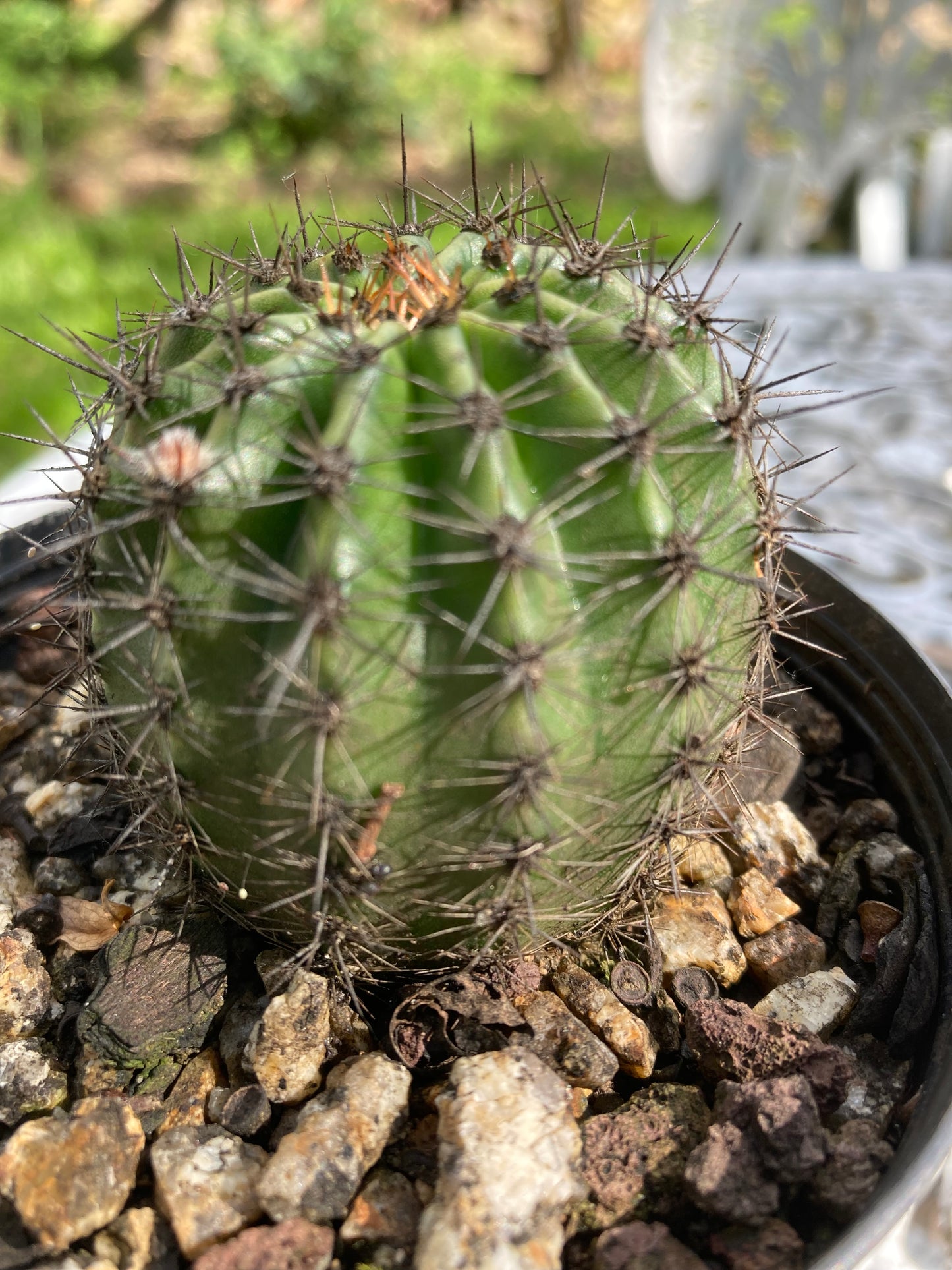 Echinopsis CK03 "Trish"