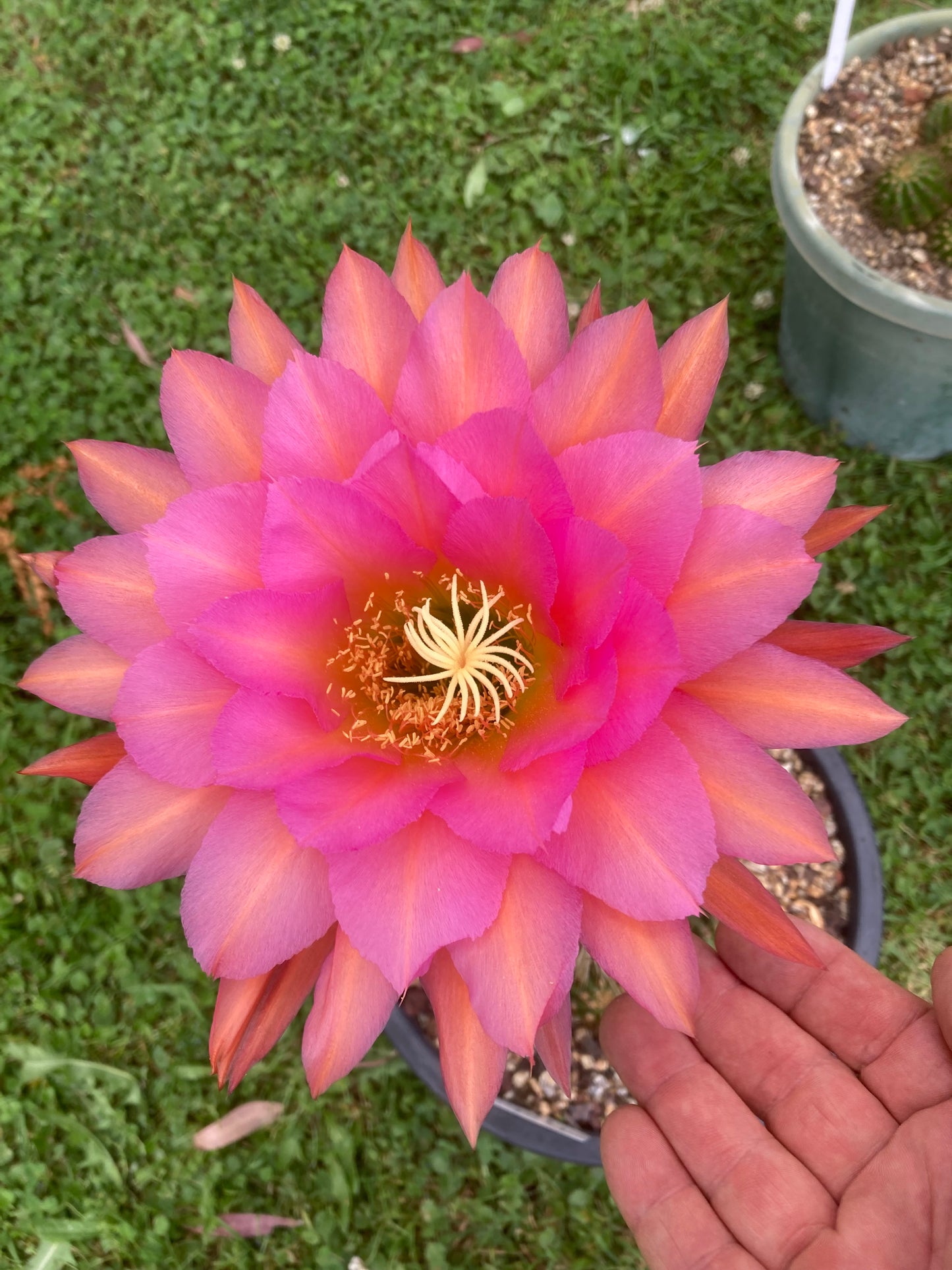 Trichocereus Hybrid "Tricho 16"