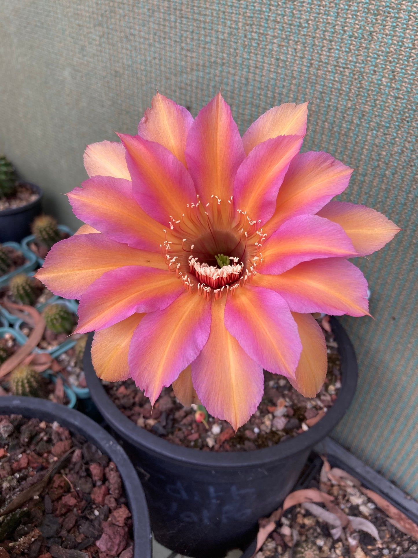 Echinopsis HNK01 "Cleo"