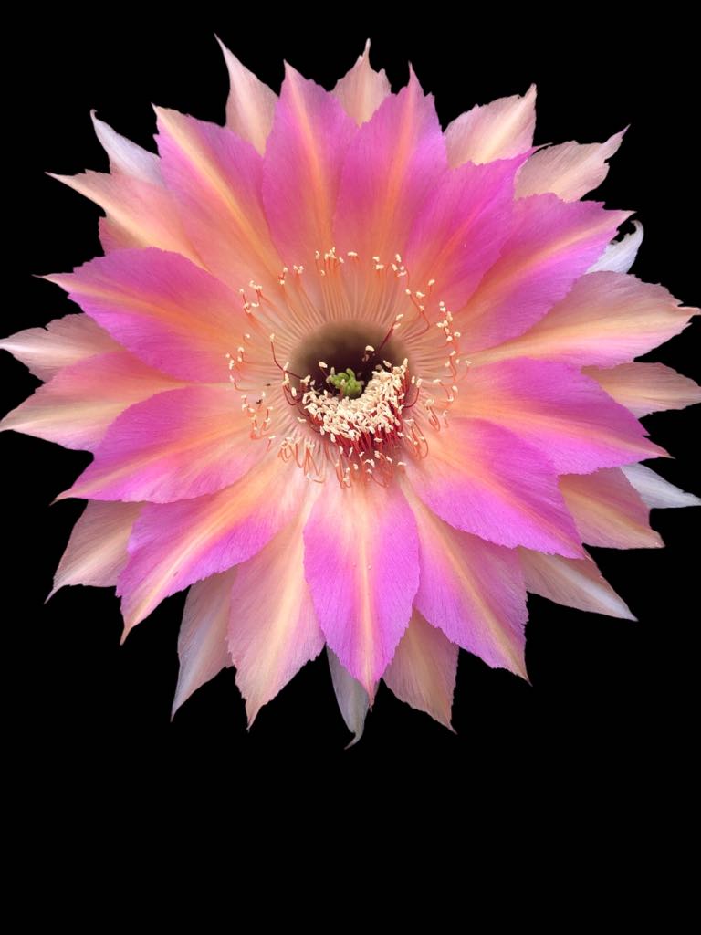 Echinopsis HNK06 "Coral Dawn"