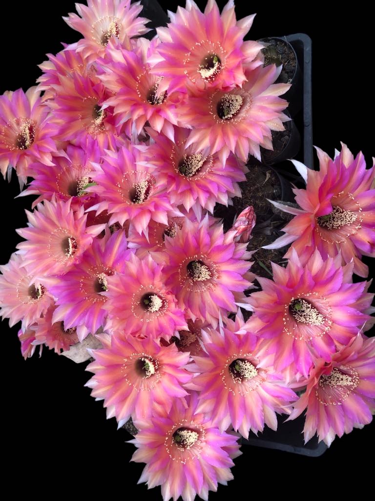 Echinopsis HNK06 "Coral Dawn"