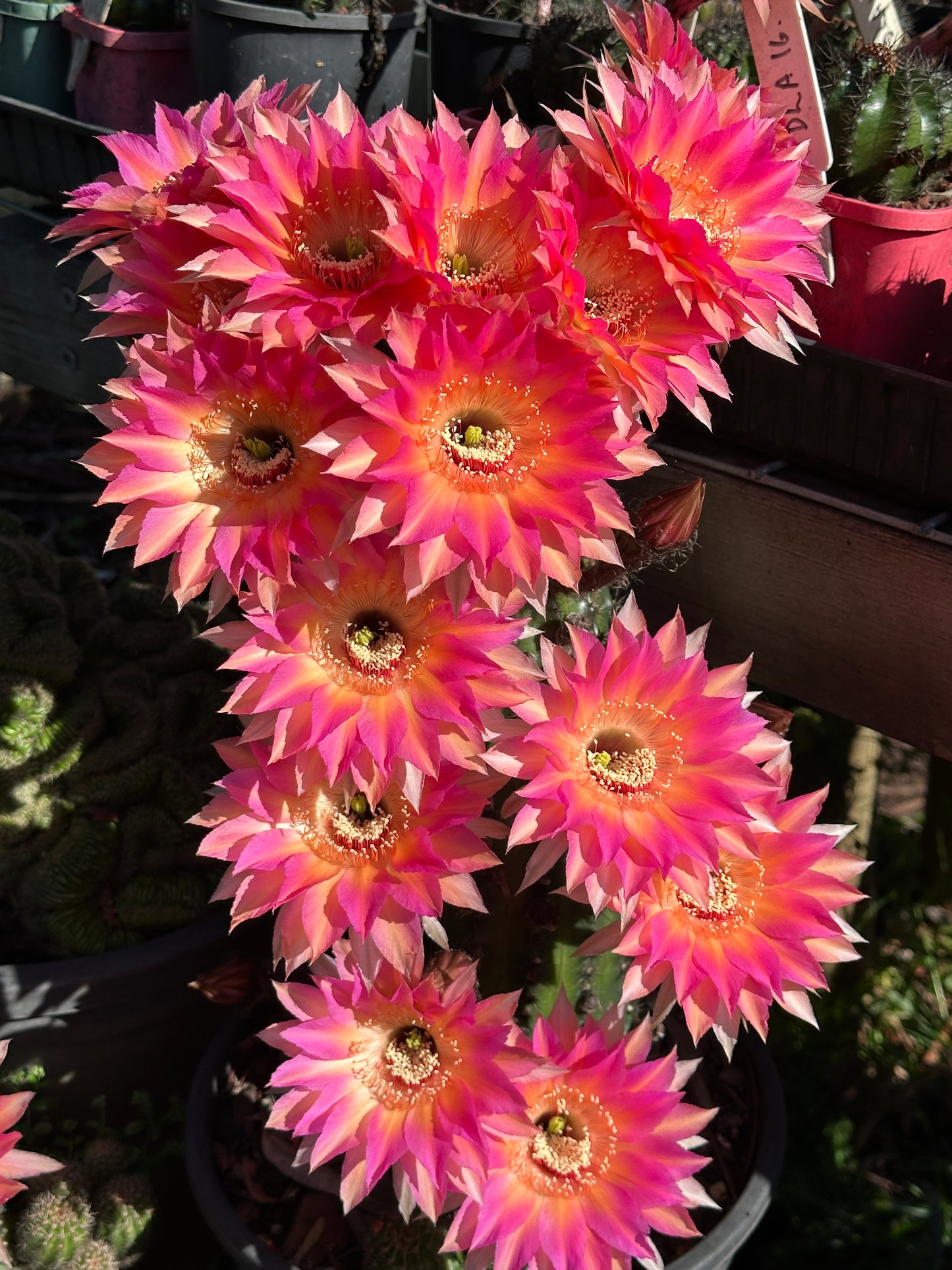 Echinopsis HNK06 "Coral Dawn"