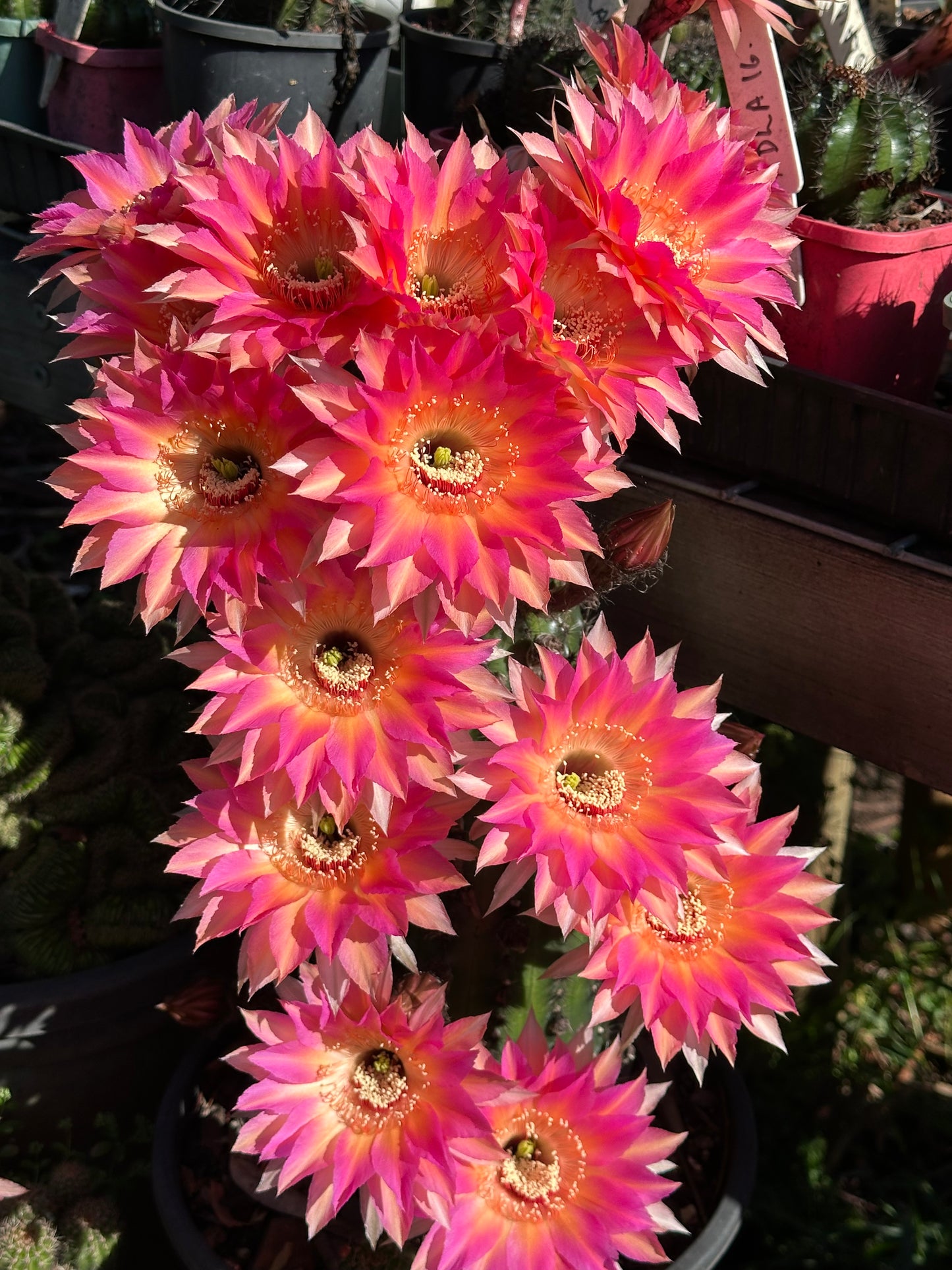 Echinopsis HNK06 "Coral Dawn"