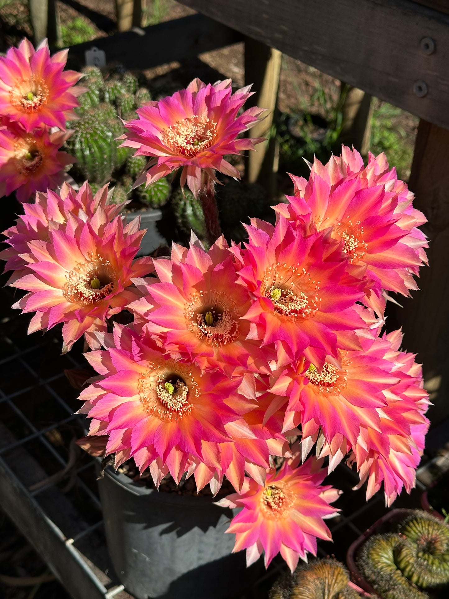 Echinopsis HNK06 "Coral Dawn"