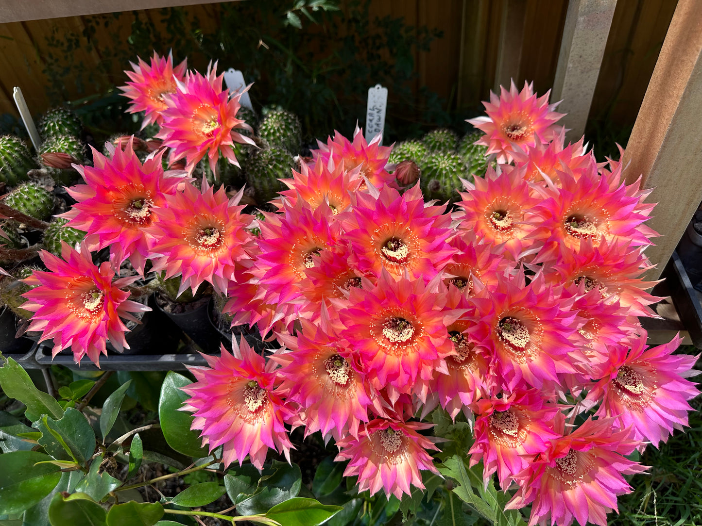 Echinopsis HNK06 "Coral Dawn"