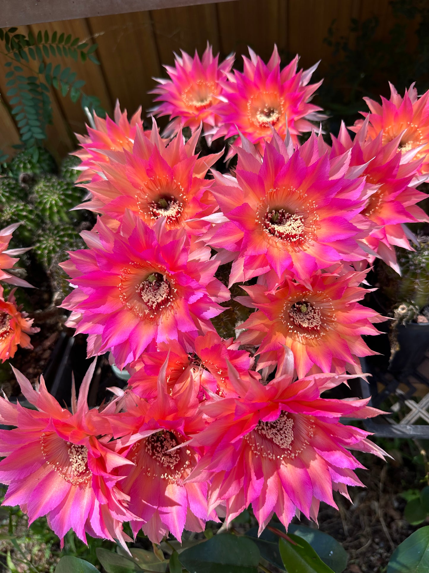 Echinopsis HNK06 "Coral Dawn"