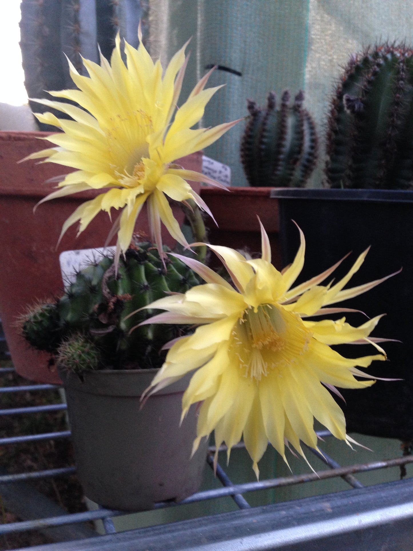 Echinopsis MBS 21