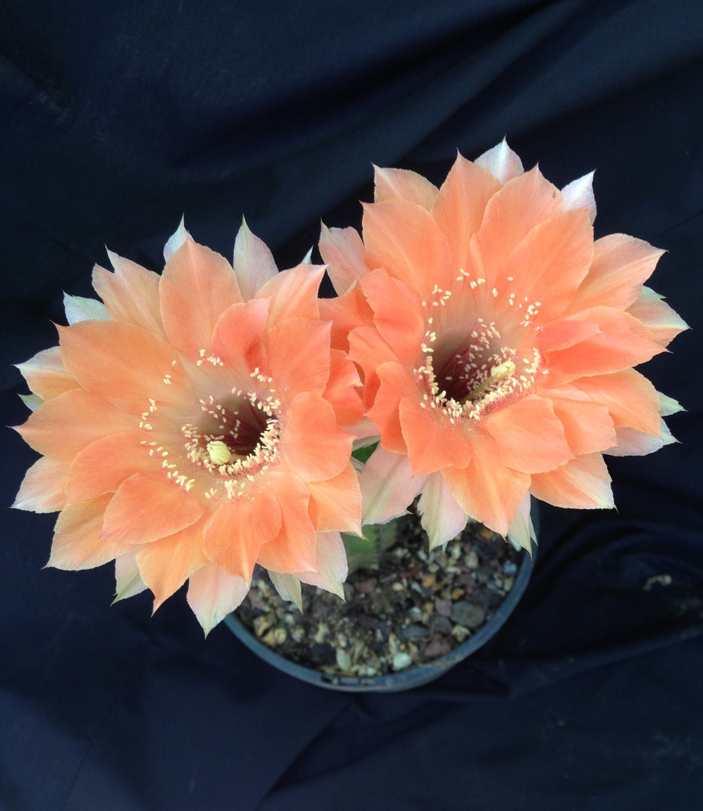 Echinopsis MBS 11