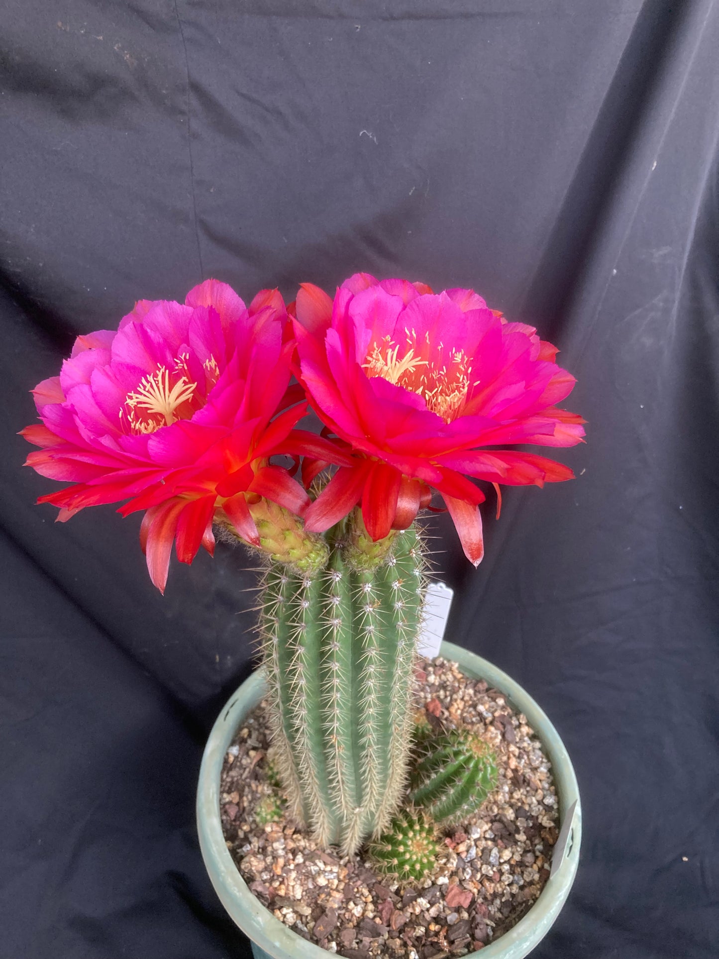 Trichocereus 04