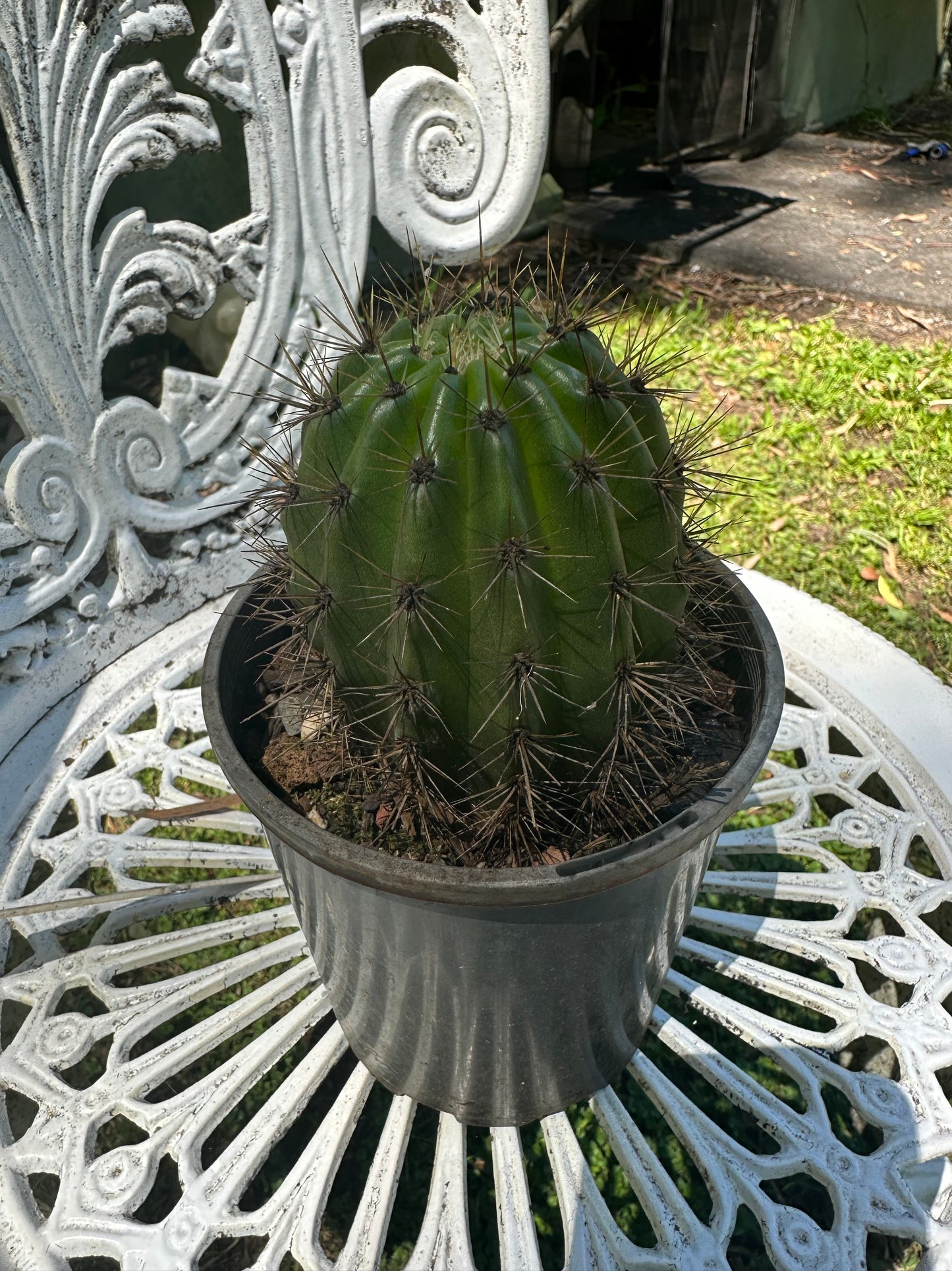 Trichocereus Hybrid "Tricho 16" (First Release)