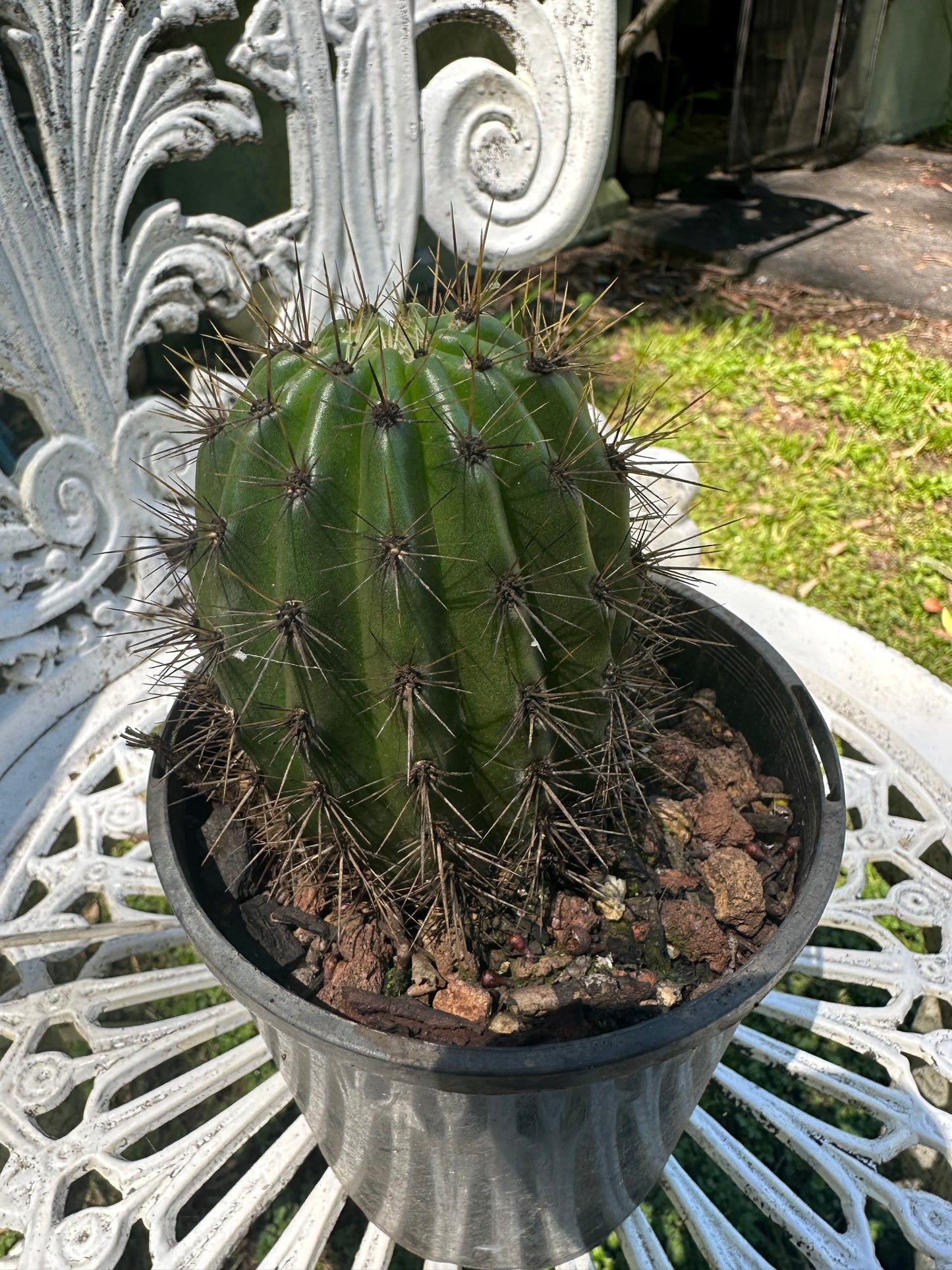 Trichocereus Hybrid "Tricho 16" (First Release)