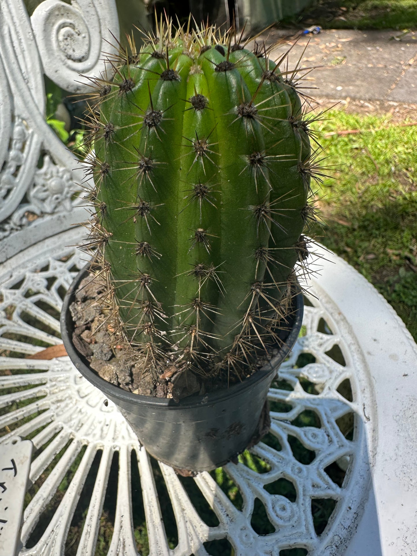 Trichocereus 04