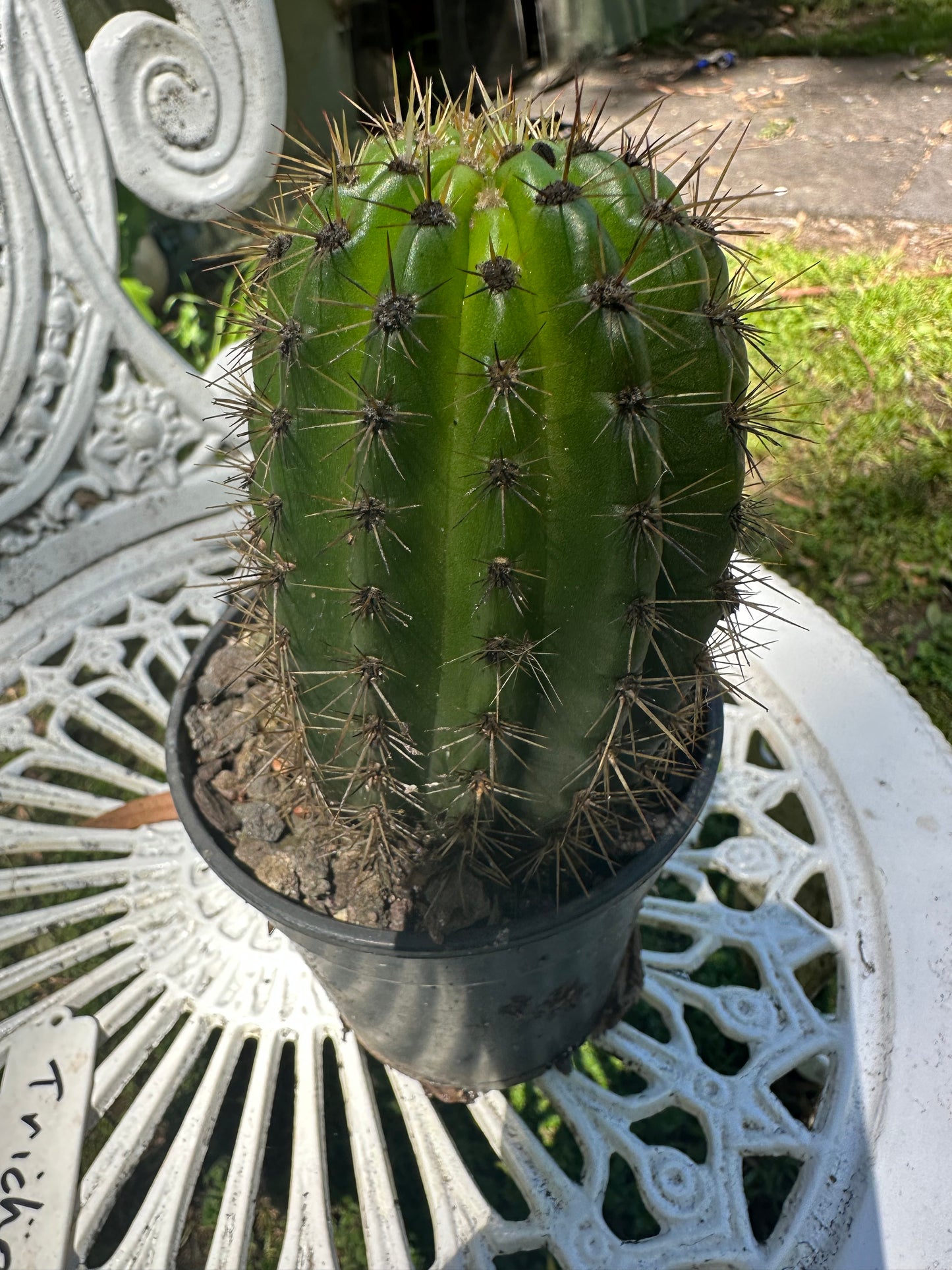 Trichocereus 04