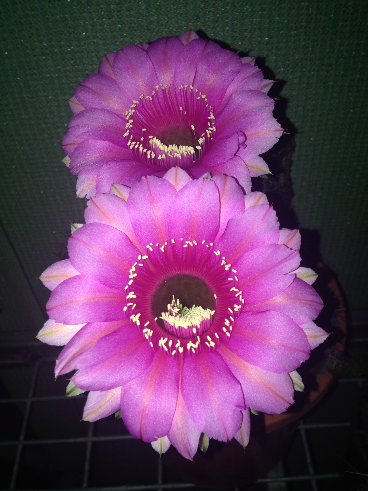 Echinopsis CK03  "Trish"