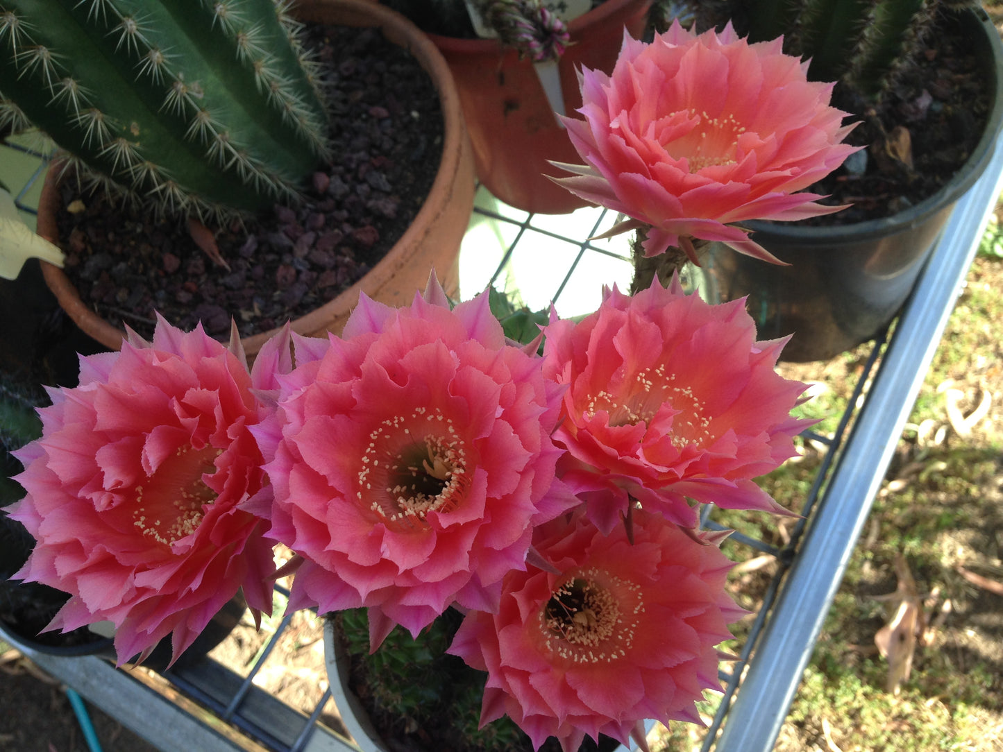 Echinopsis CK28 Salmon