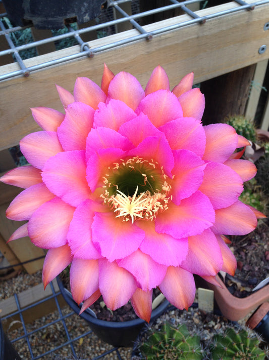 Trichocereus Hybrid "Tricho 16" (First Release)