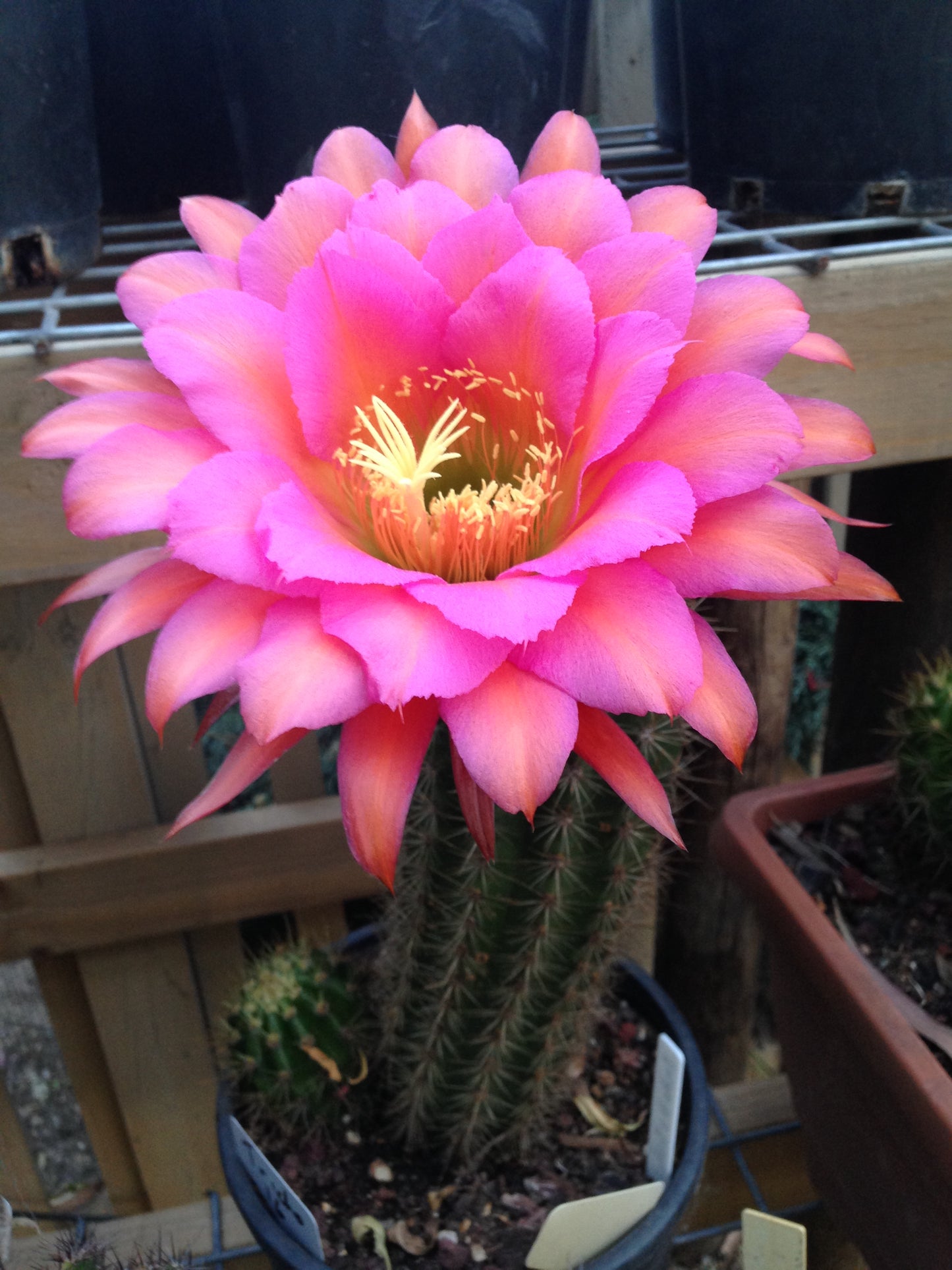 Trichocereus Hybrid "Tricho 16" (First Release)