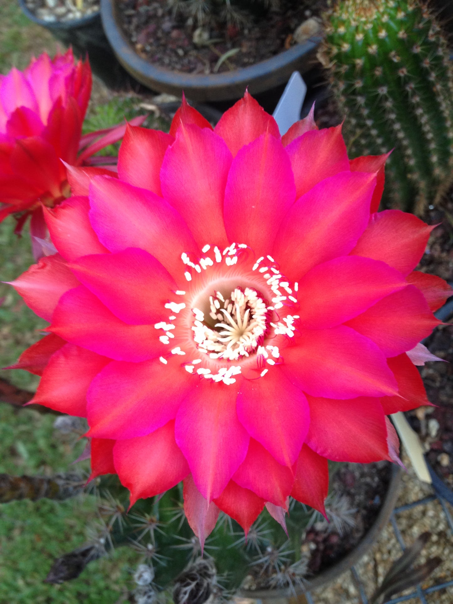 Echinopsis MBS01 "Bardot"