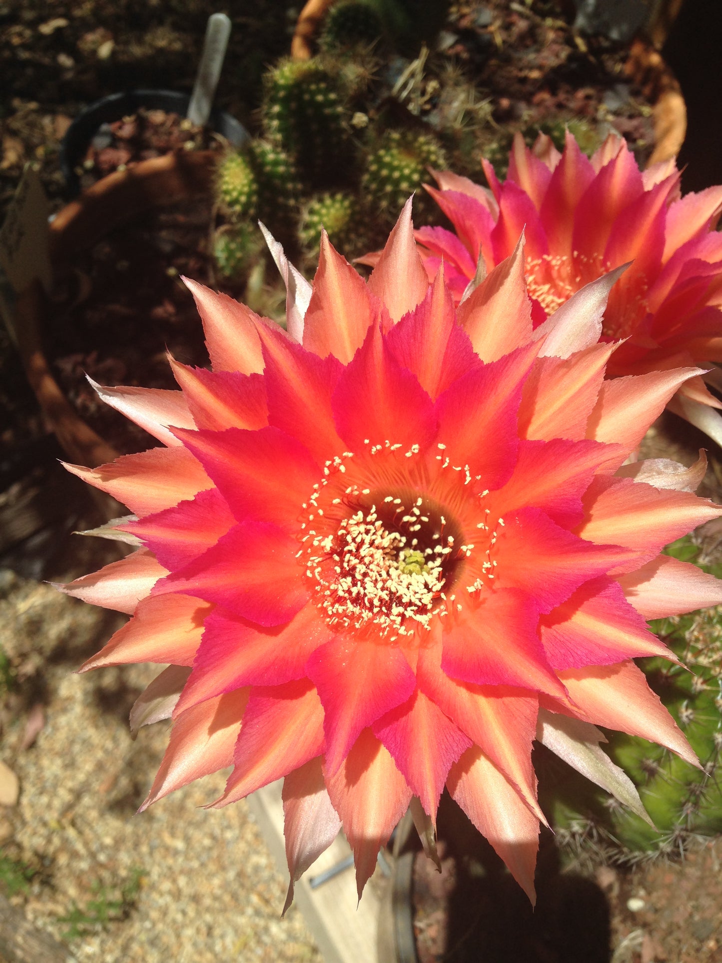 Echinopsis HNK06 "Coral Dawn"