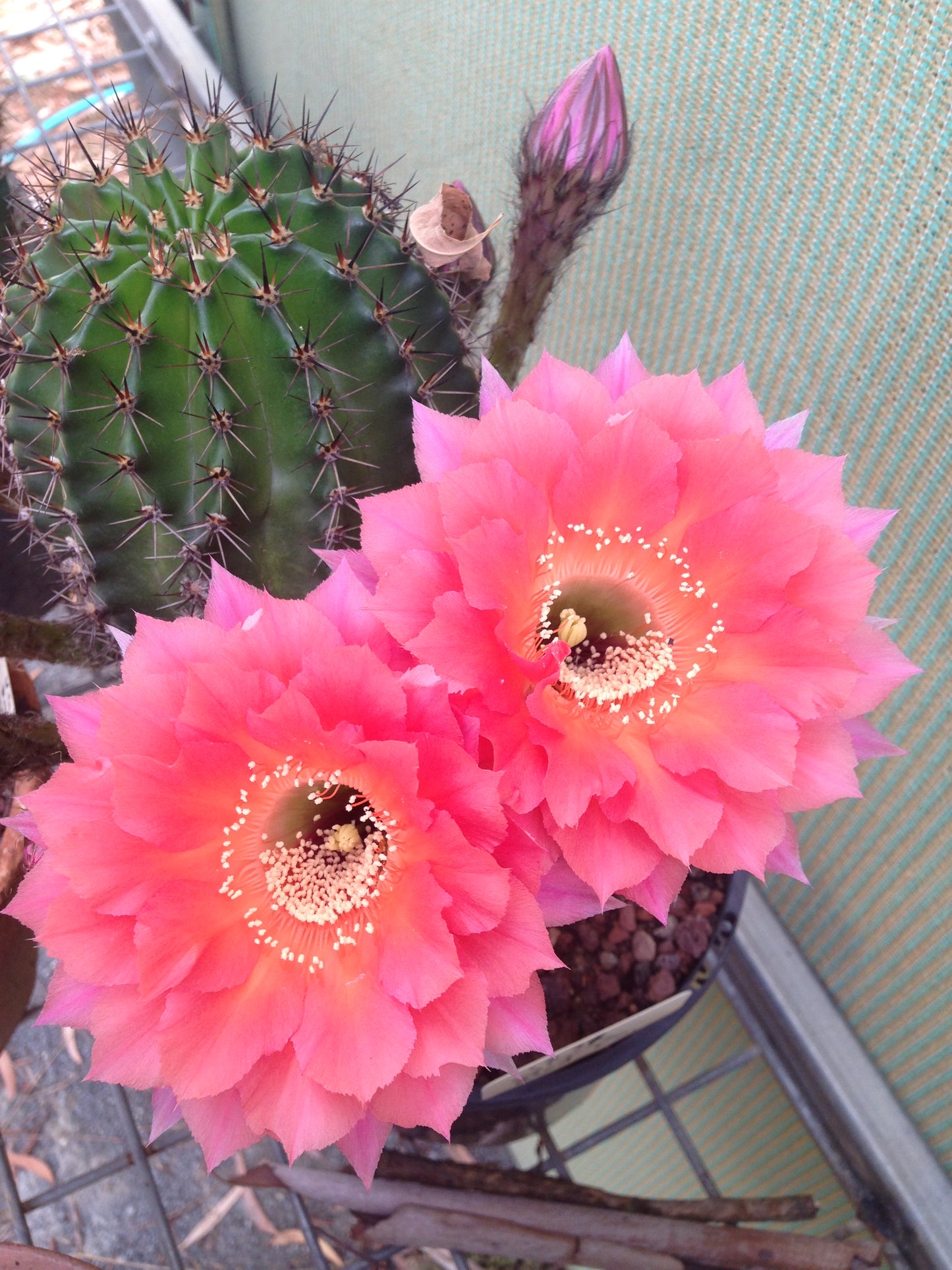 Echinopsis CK28 Salmon