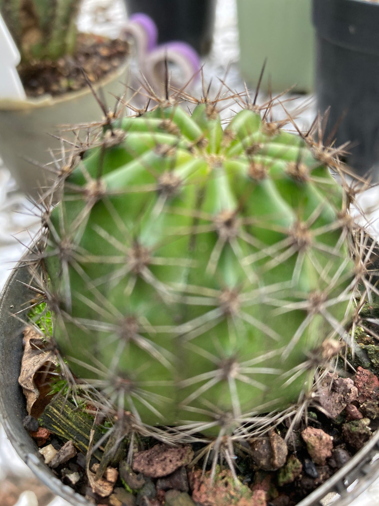 Echinopsis CK28 Salmon