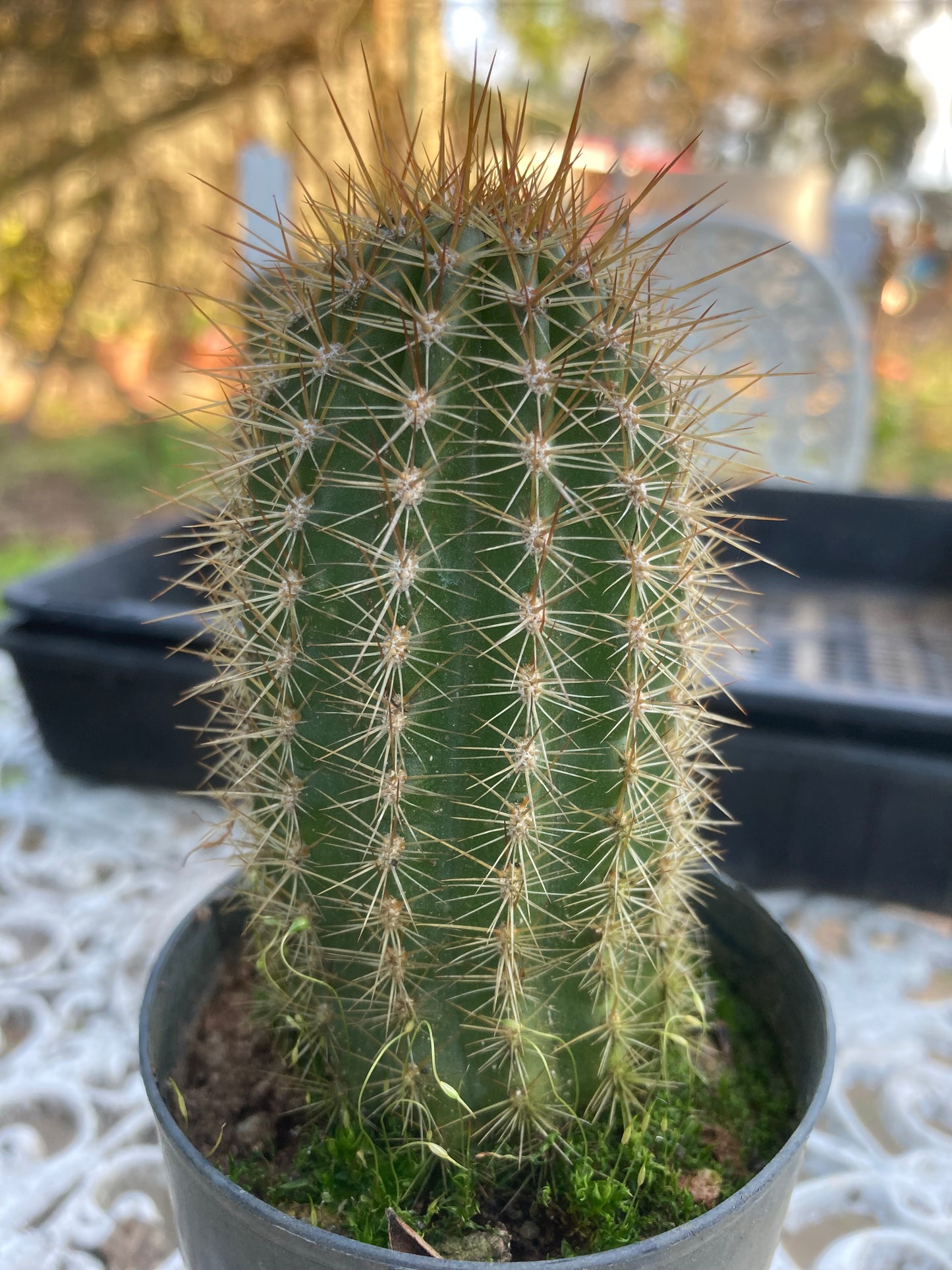 Trichocereus 01 "Katie Ann"