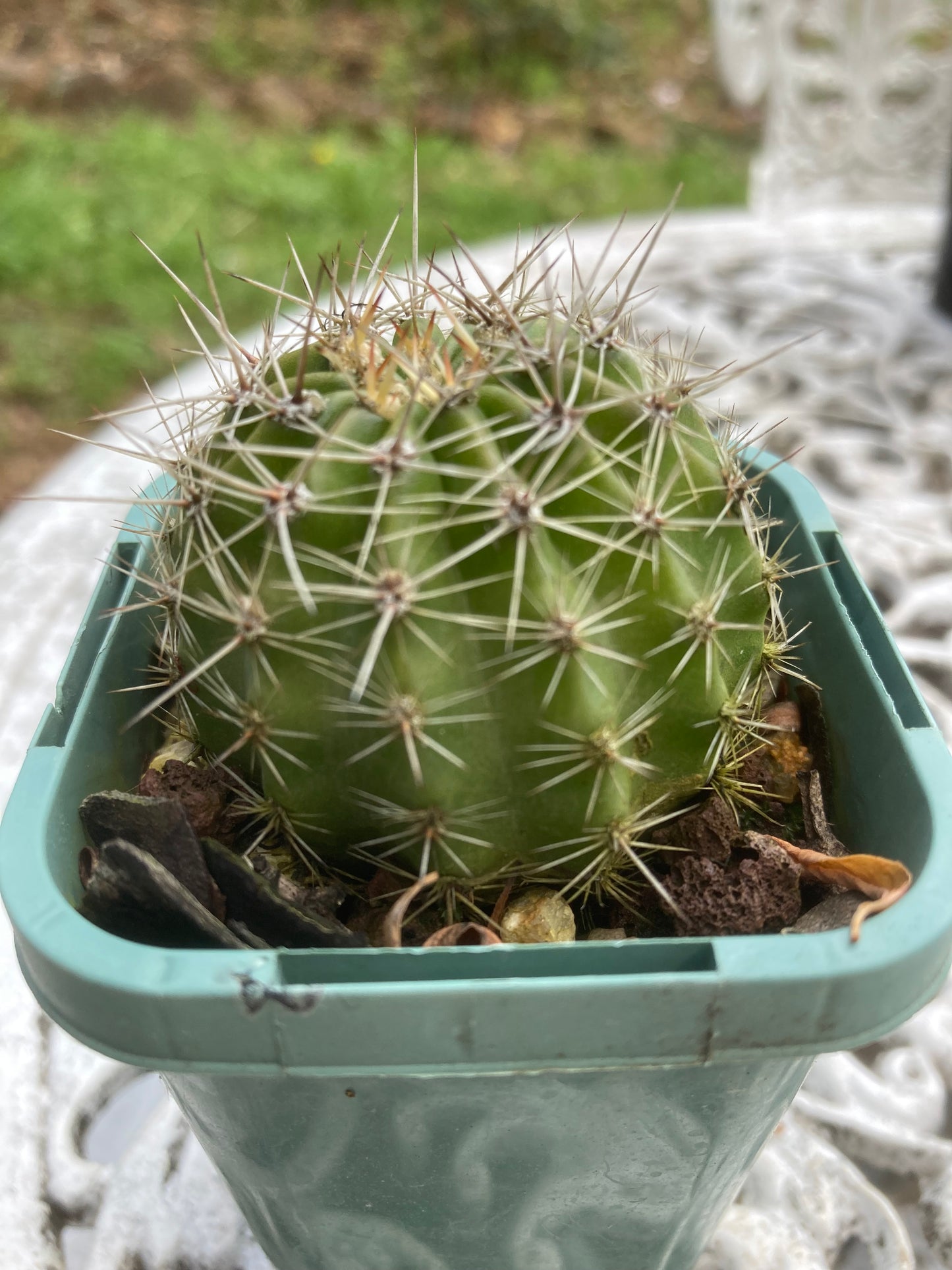 Echinopsis MBS02