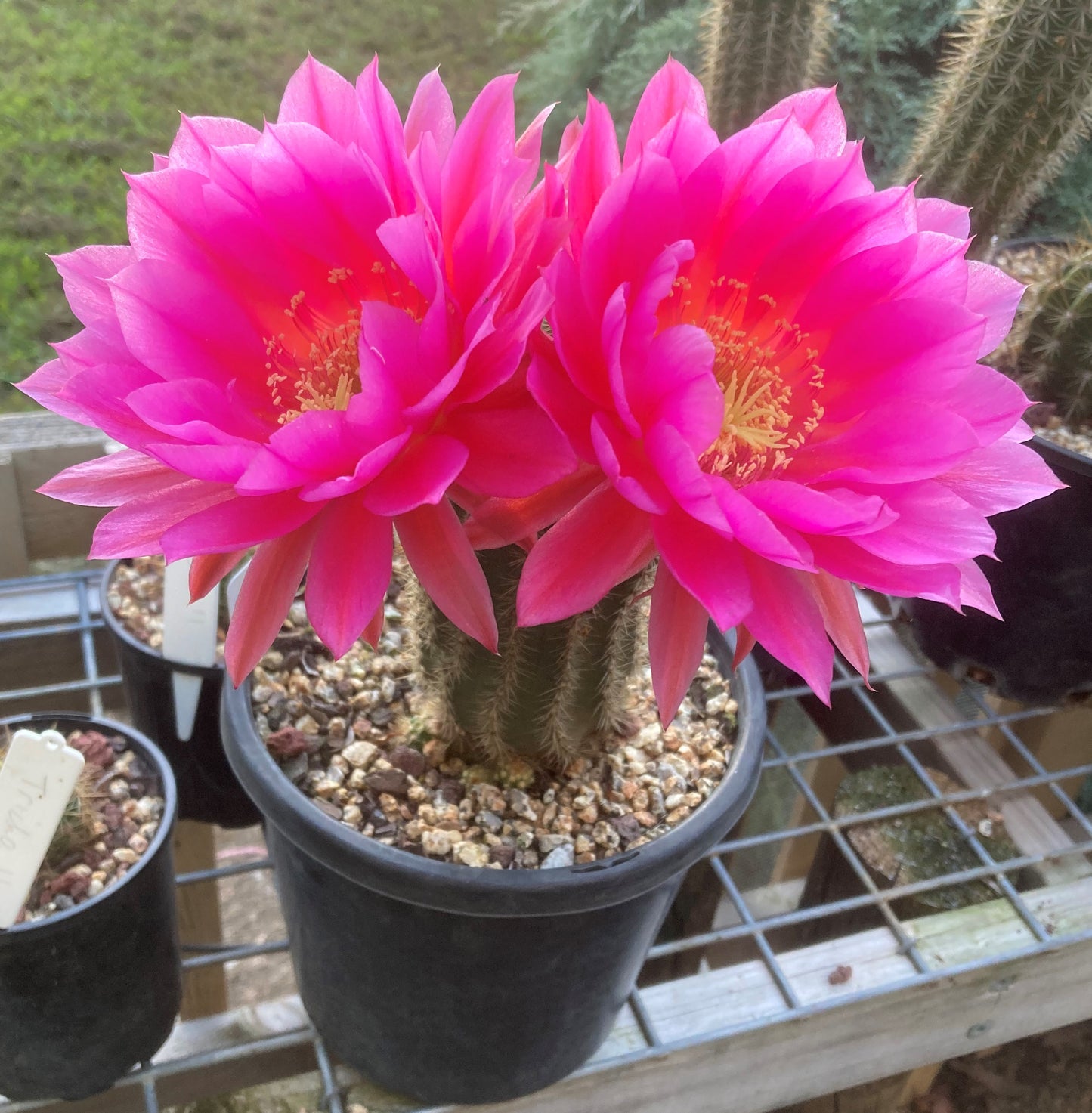 Trichocereus 07