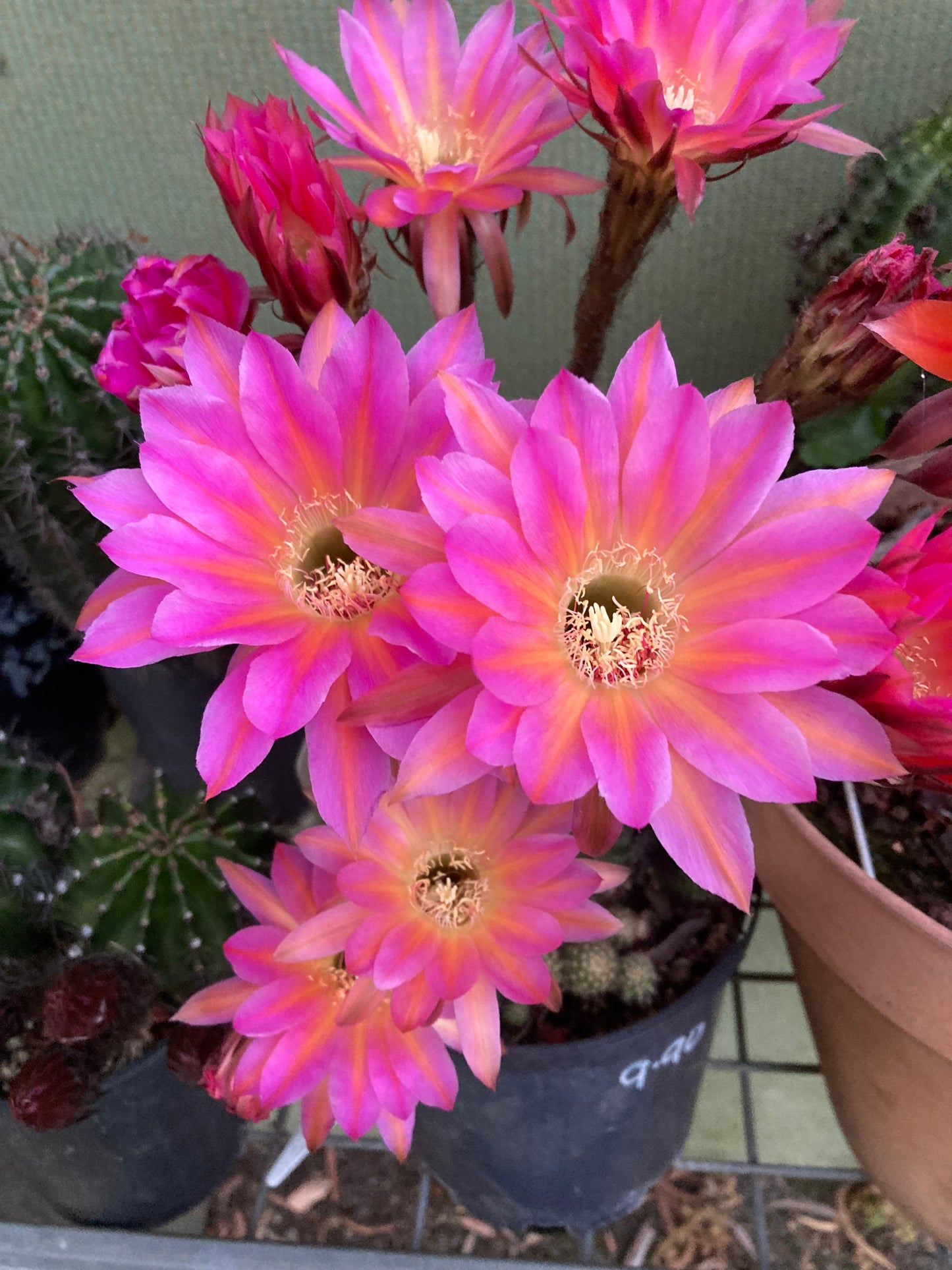 Echinopsis MBS02