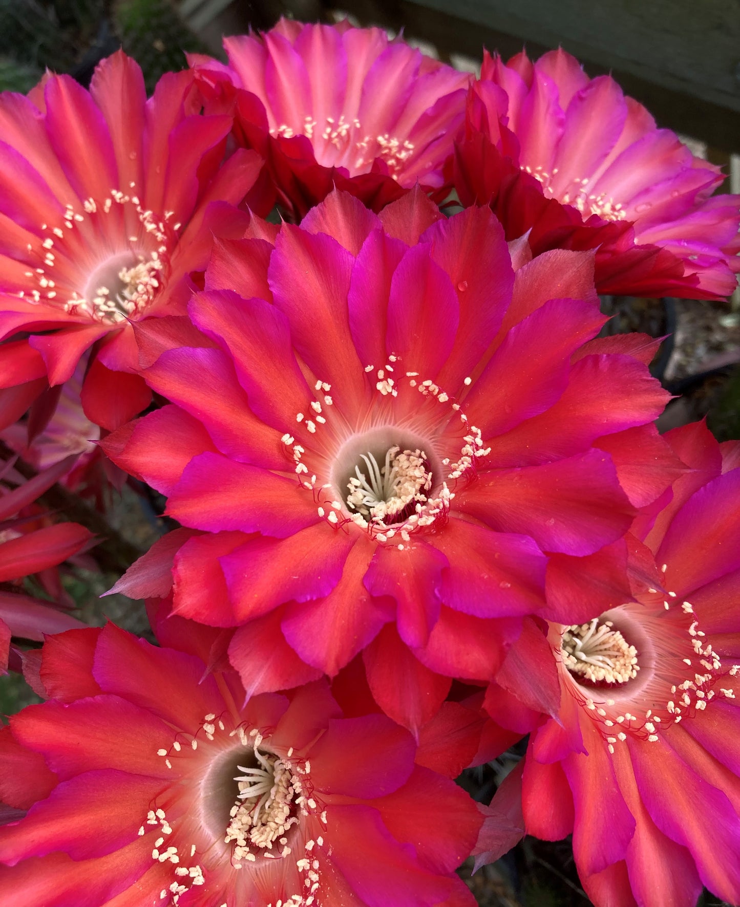 Echinopsis MBS01 "Bardot"