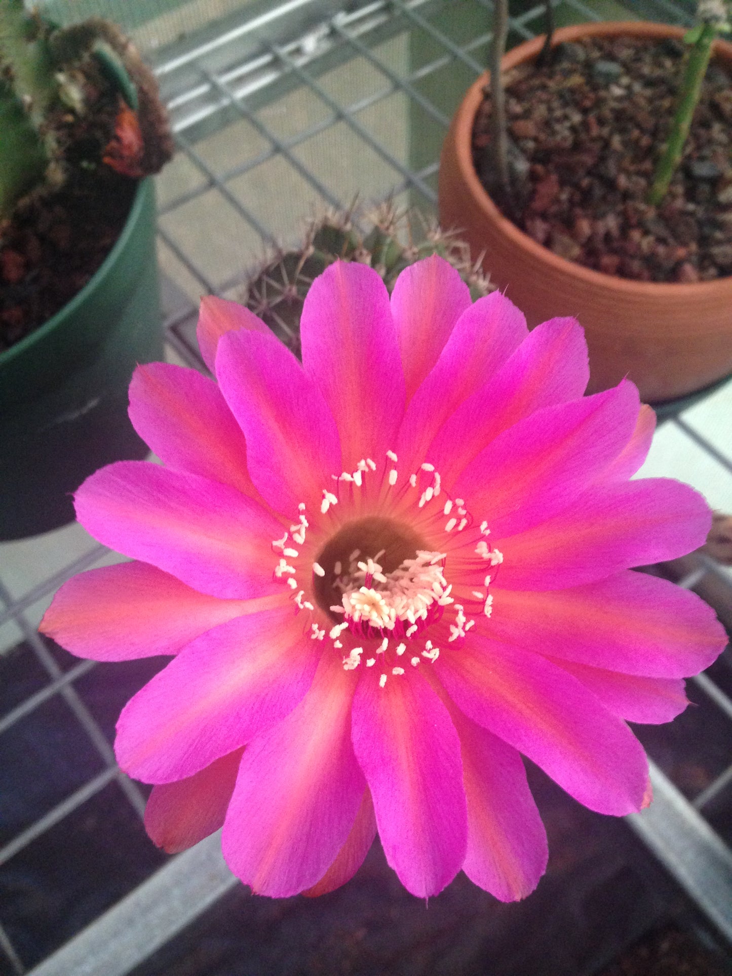 Echinopsis MBS02